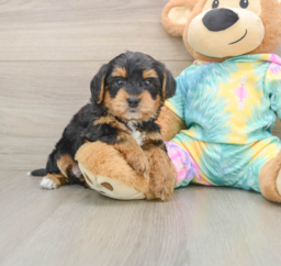 5 week old Yorkie Poo Puppy For Sale - Premier Pups