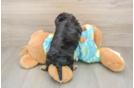 Best Yorkie Poo Baby