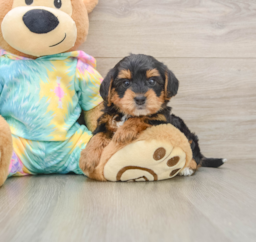 5 week old Yorkie Poo Puppy For Sale - Premier Pups