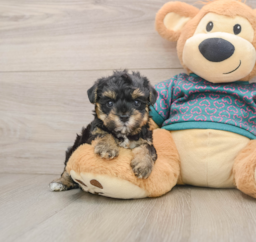 7 week old Yorkie Poo Puppy For Sale - Premier Pups