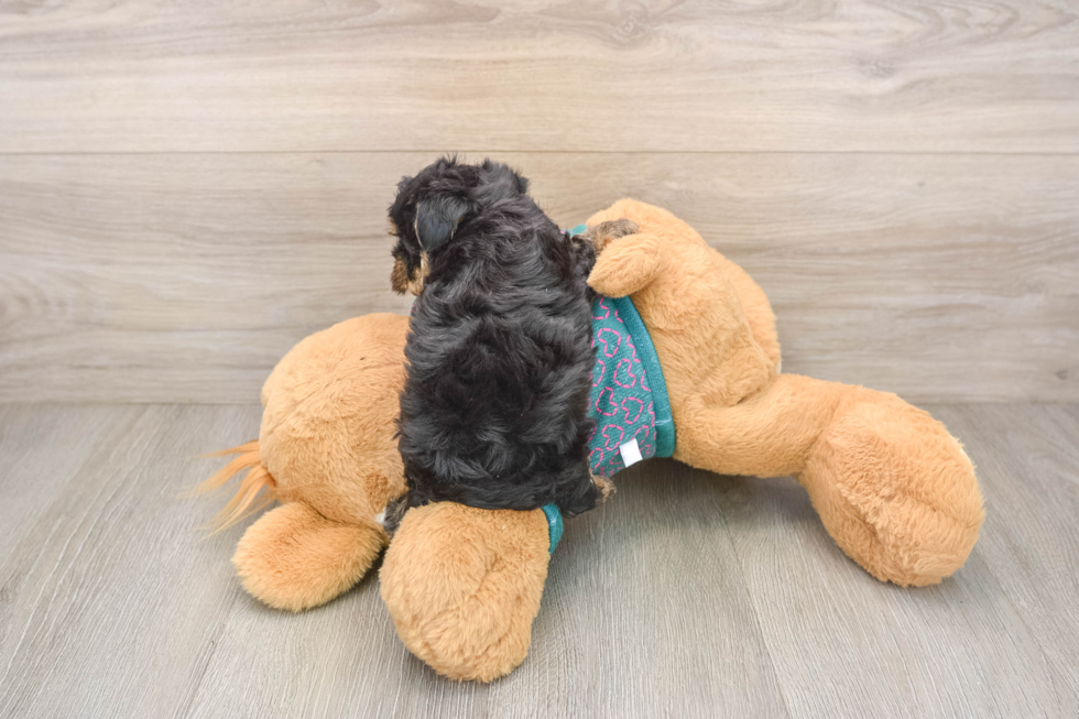 Best Yorkie Poo Baby