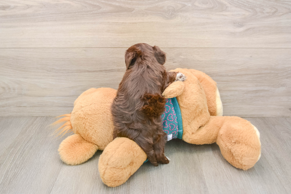Yorkie Poo Puppy for Adoption
