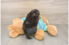 Best Yorkie Poo Baby