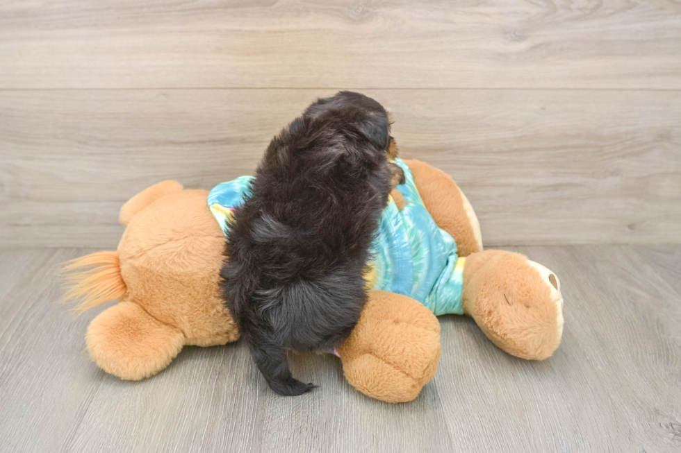 Best Yorkie Poo Baby