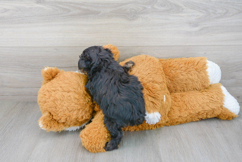 Energetic Yorkie Doodle Poodle Mix Puppy