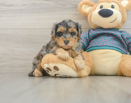 6 week old Yorkie Poo Puppy For Sale - Premier Pups