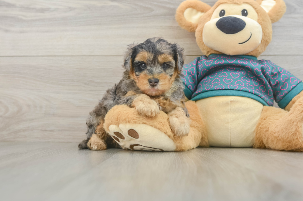 5 week old Yorkie Poo Puppy For Sale - Premier Pups