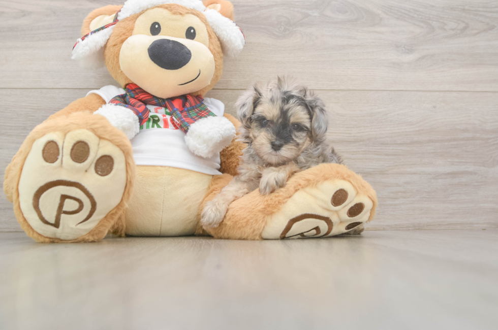 5 week old Yorkie Poo Puppy For Sale - Premier Pups