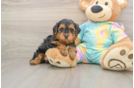 Friendly Yorkie Poo Baby