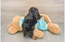 Yorkie Poo Puppy for Adoption