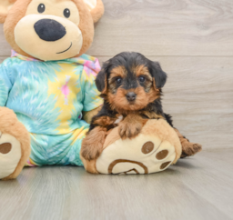 5 week old Yorkie Poo Puppy For Sale - Premier Pups