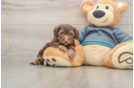 Energetic Yorkipoo Poodle Mix Puppy