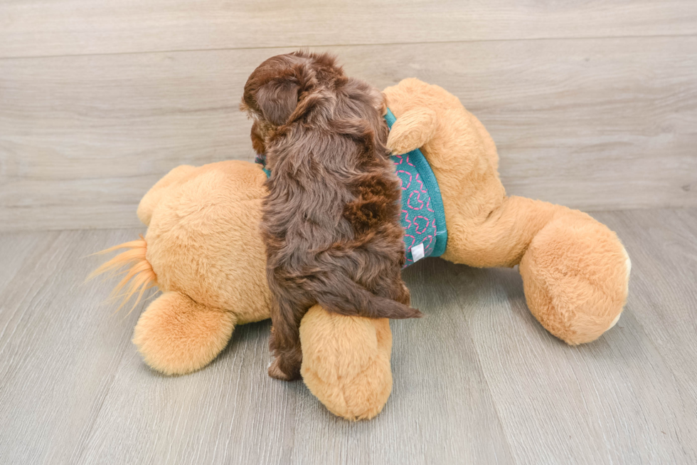 Best Yorkie Poo Baby