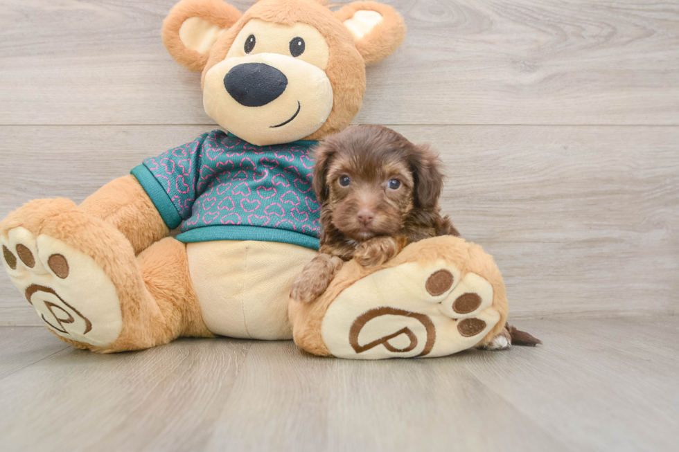 Best Yorkie Poo Baby