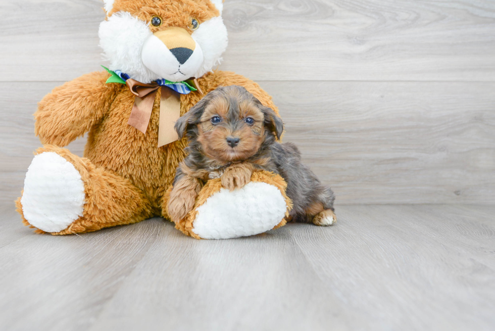 Energetic Yorkie Doodle Poodle Mix Puppy