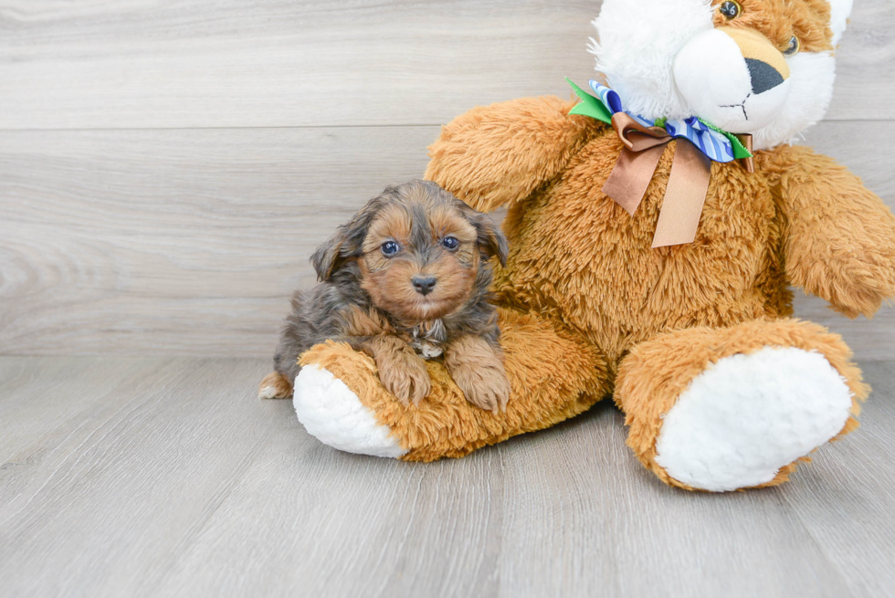 Yorkie Poo Pup Being Cute