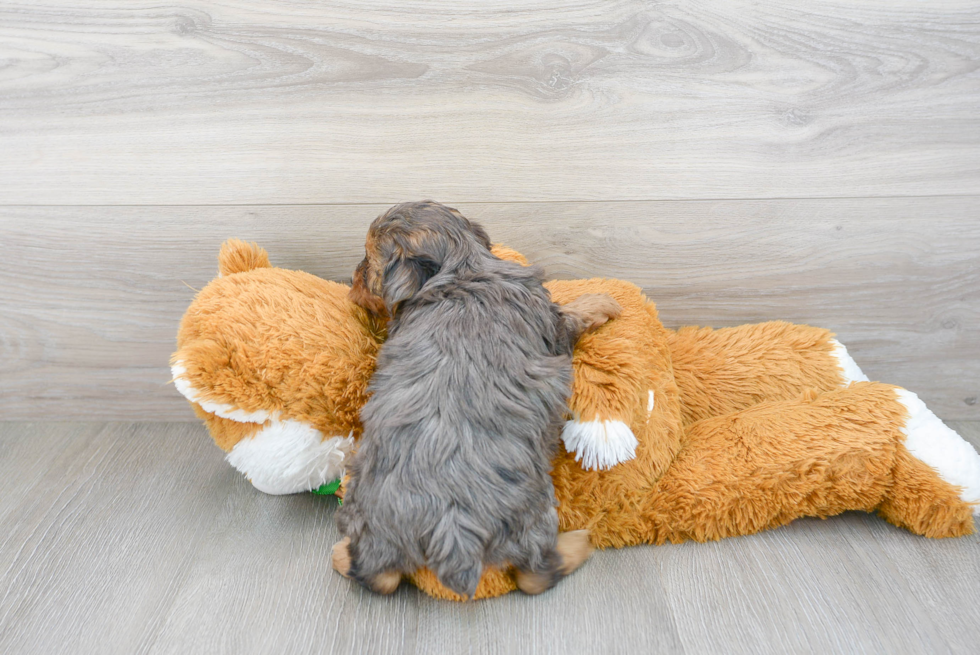 Friendly Yorkie Poo Baby