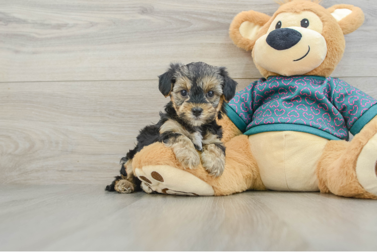 Funny Yorkie Poo Poodle Mix Pup