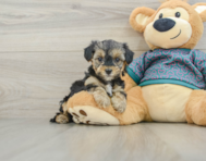 6 week old Yorkie Poo Puppy For Sale - Premier Pups