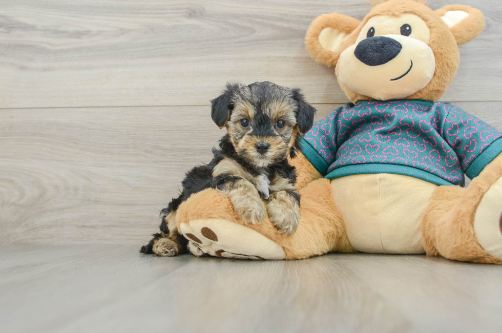 5 week old Yorkie Poo Puppy For Sale - Premier Pups