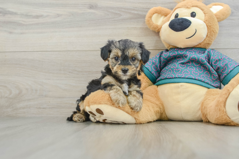 Meet Emmy - our Yorkie Poo Puppy Photo 1/3 - Premier Pups