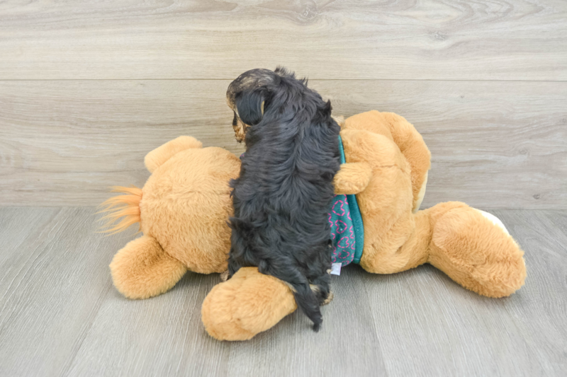 Meet Emmy - our Yorkie Poo Puppy Photo 2/3 - Premier Pups