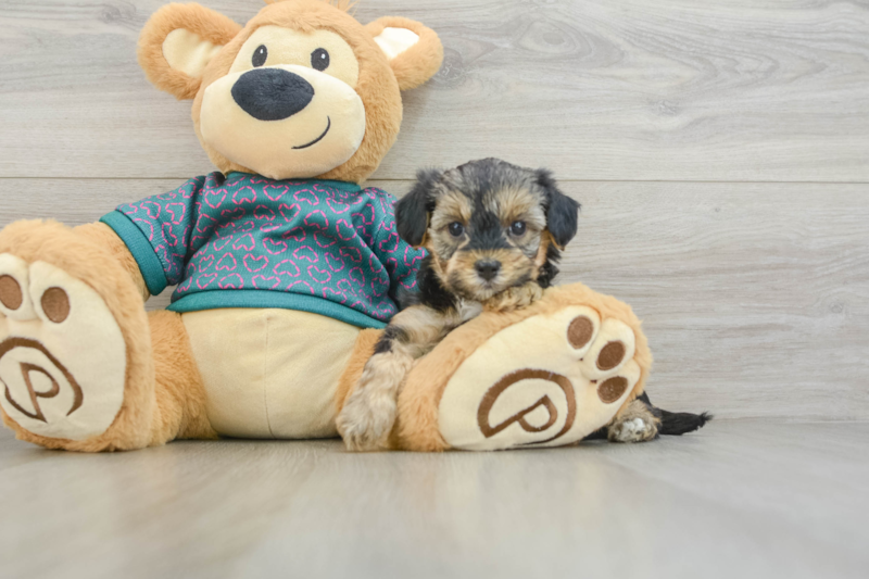Meet Emmy - our Yorkie Poo Puppy Photo 3/3 - Premier Pups