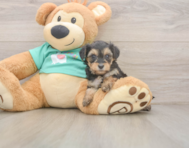 8 week old Yorkie Poo Puppy For Sale - Premier Pups