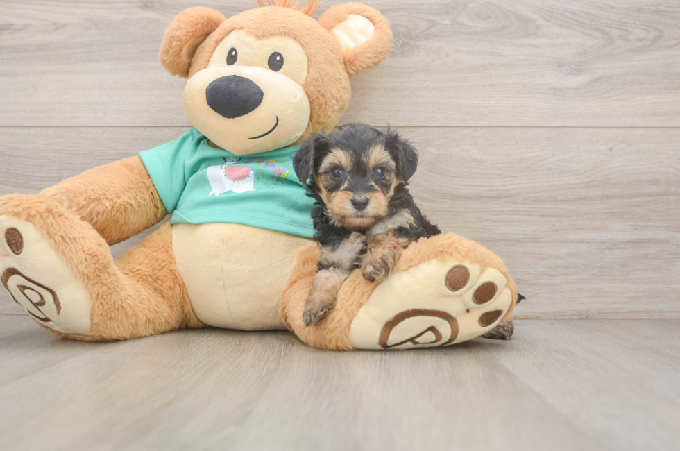 5 week old Yorkie Poo Puppy For Sale - Premier Pups