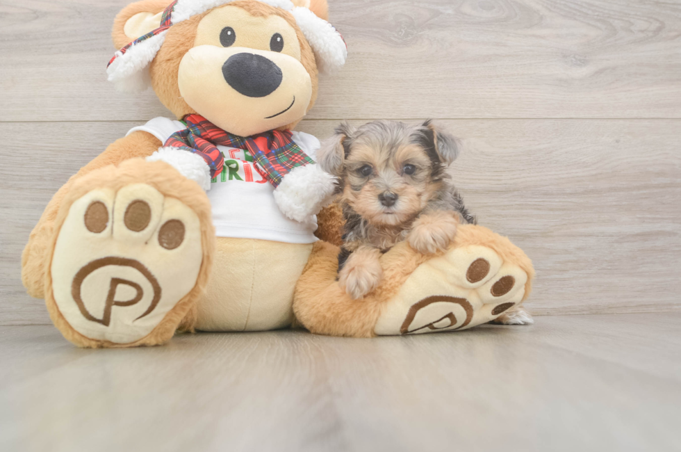 5 week old Yorkie Poo Puppy For Sale - Premier Pups