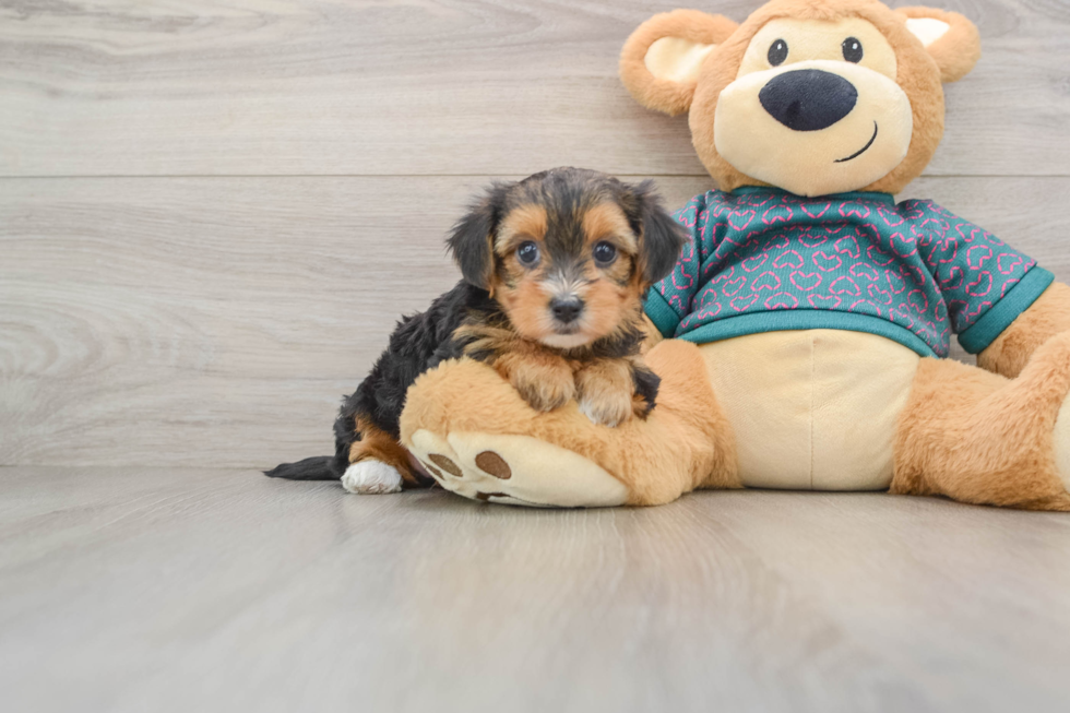 Best Yorkie Poo Baby