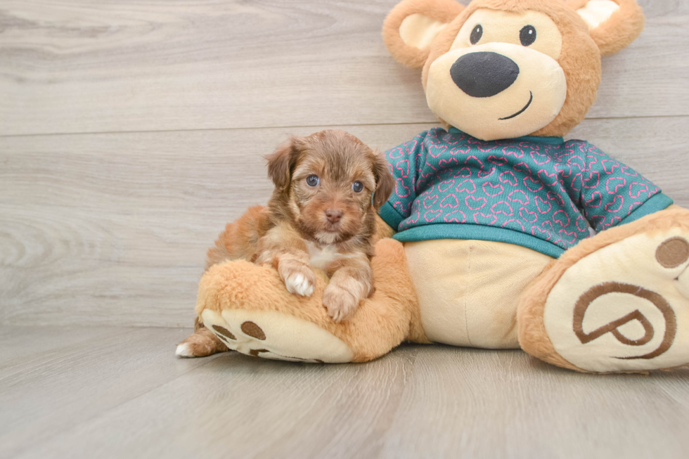 Funny Yorkie Poo Poodle Mix Pup