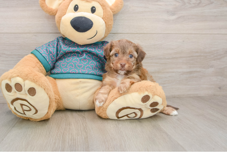 Best Yorkie Poo Baby
