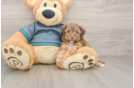 Best Yorkie Poo Baby