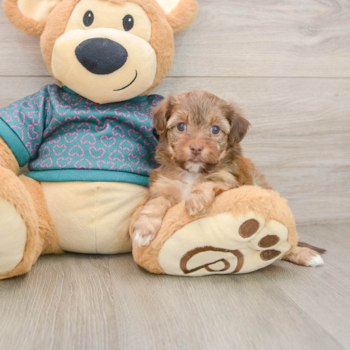 Best Yorkie Poo Baby