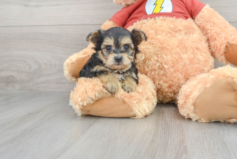 Meet Eric - our Yorkie Poo Puppy Photo 1/3 - Premier Pups
