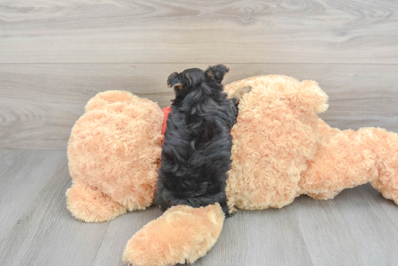 Meet Eric - our Yorkie Poo Puppy Photo 2/3 - Premier Pups