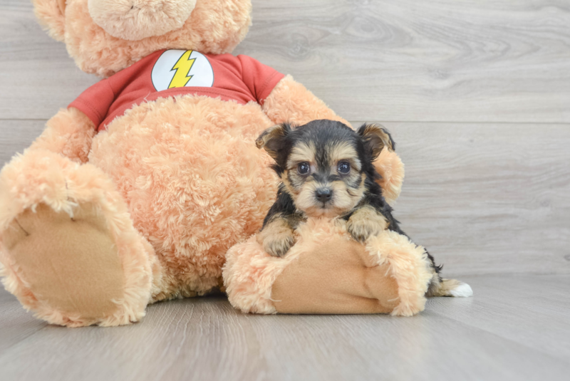 Meet Eric - our Yorkie Poo Puppy Photo 3/3 - Premier Pups