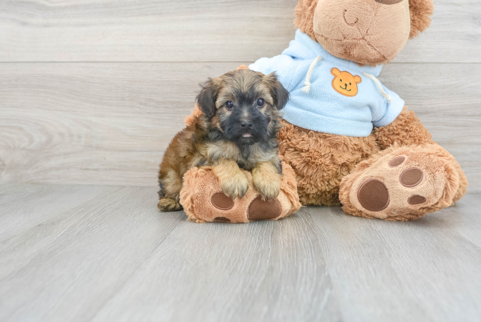 Smart Yorkie Poo Poodle Mix Pup