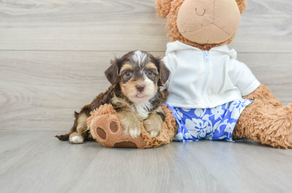 6 week old Yorkie Poo Puppy For Sale - Premier Pups