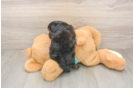 Yorkie Poo Puppy for Adoption