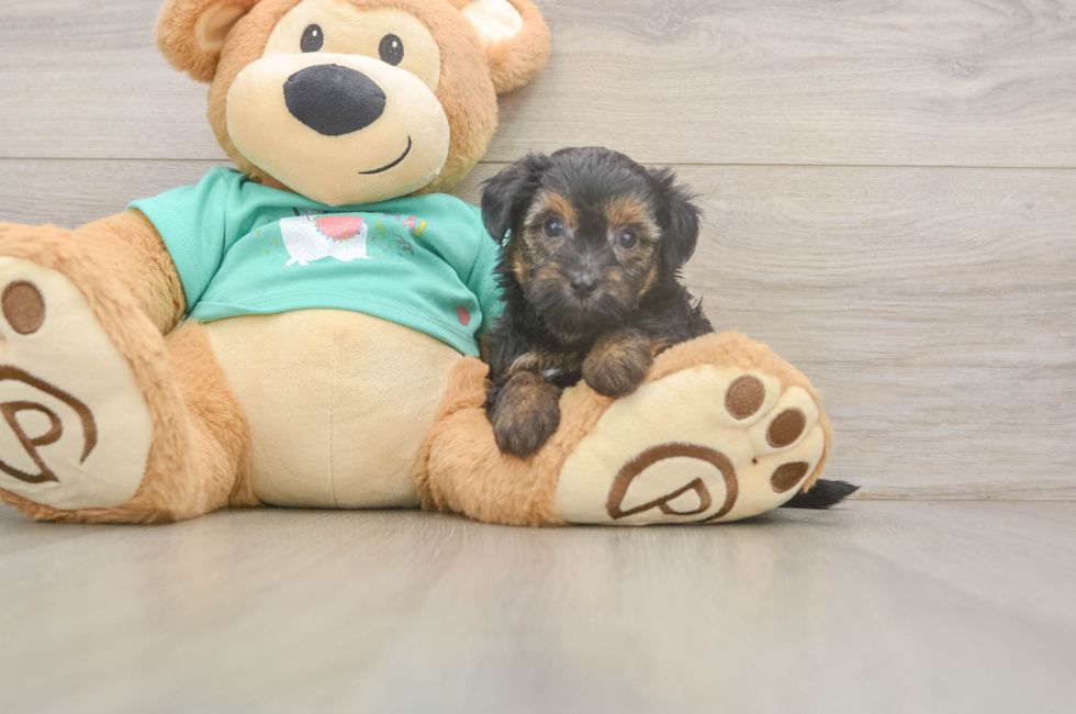 5 week old Yorkie Poo Puppy For Sale - Premier Pups
