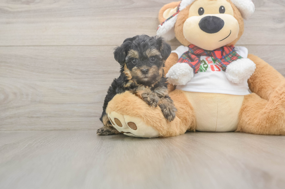 5 week old Yorkie Poo Puppy For Sale - Premier Pups