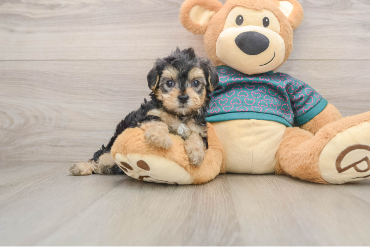 Funny Yorkie Poo Poodle Mix Pup