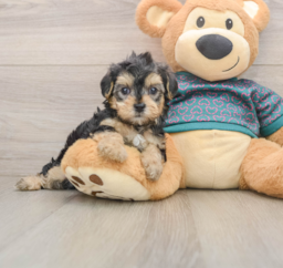 7 week old Yorkie Poo Puppy For Sale - Premier Pups