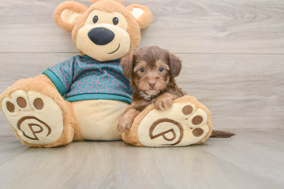 Yorkie Poo Pup Being Cute