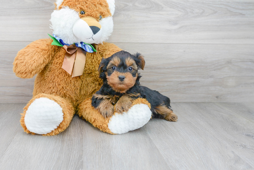 Cute Yorkie Poo Baby