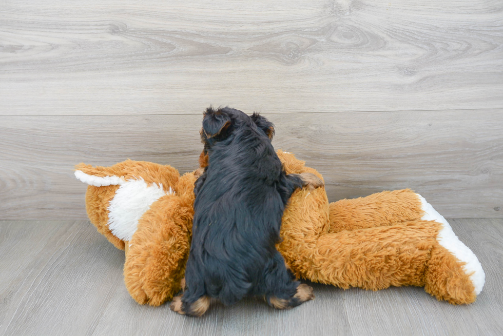 Cute Yorkie Poo Baby