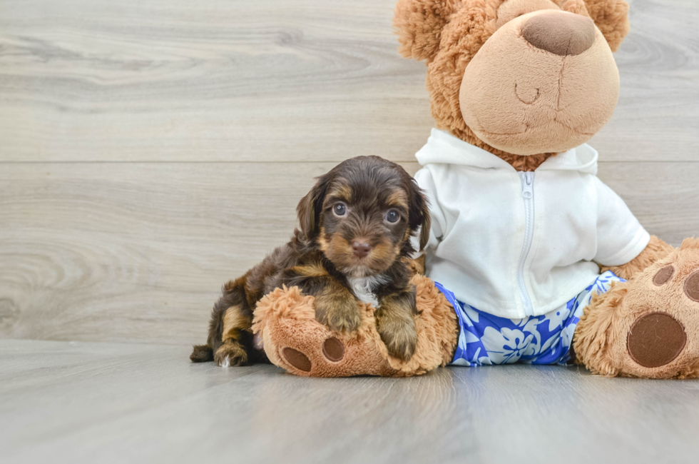 6 week old Yorkie Poo Puppy For Sale - Premier Pups