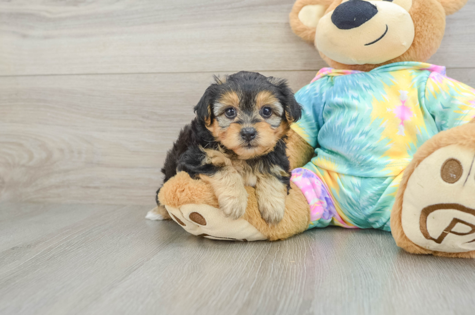 6 week old Yorkie Poo Puppy For Sale - Premier Pups